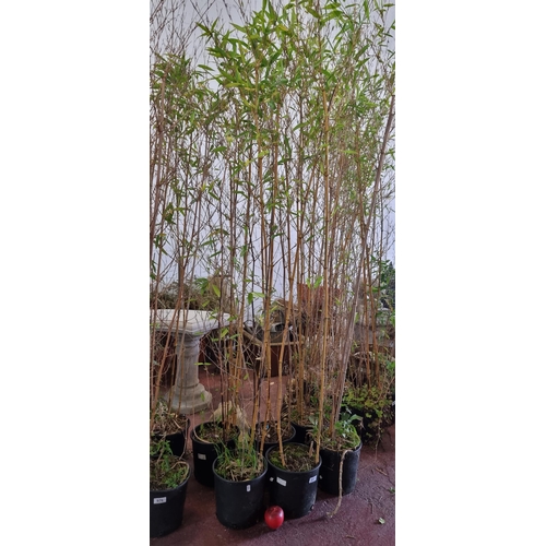 977 - Six tall bamboo plants in plastic planters. H220cm.