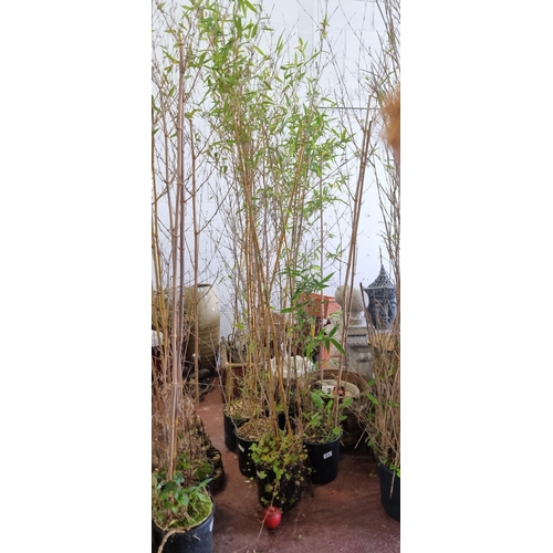 978 - Six tall bamboo plants in plastic planters. H220cm.