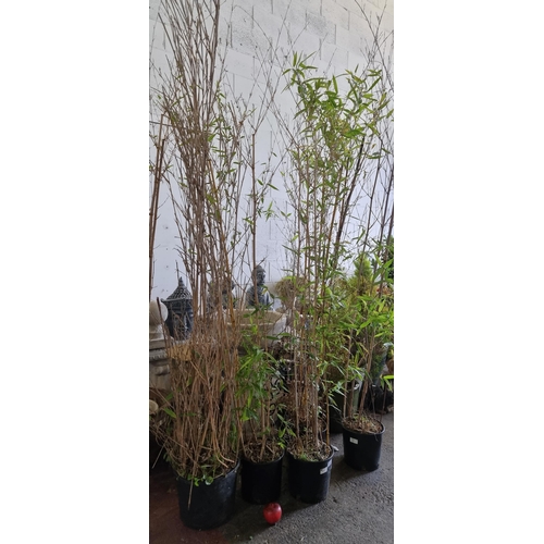 979 - Six tall bamboo plants housed in plastic planters. H220cm.