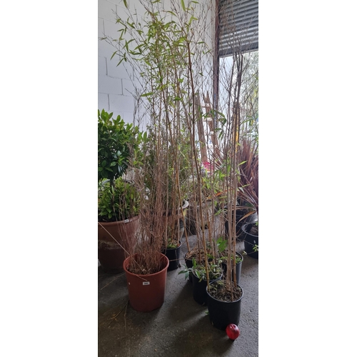 980 - Six tall bamboo plants in plastic planters. H220cm.