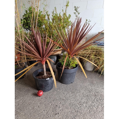 981 - Two large Cordyline Australis (Red Cabbage) plants in heavy duty plastic planters. H95cm.