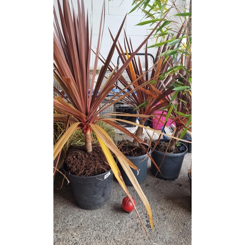 982 - Three large Cordyline Australis (Red Cabbage) plants in heavy duty plastic planters. H95cm.