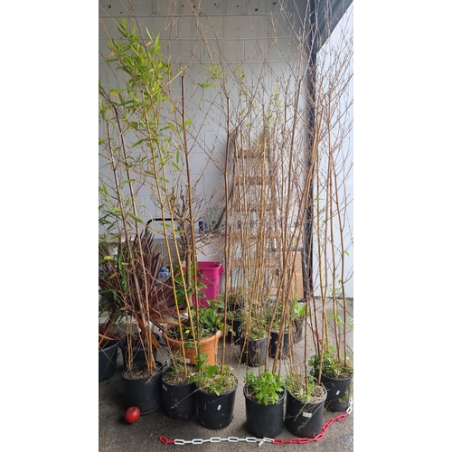 983 - Six tall bamboo plants housed in planters. H220cm.