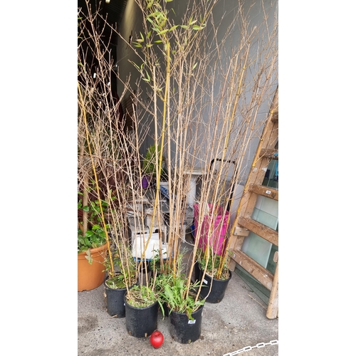 985 - Six tall bamboo plants in plastic planters. H220cm.