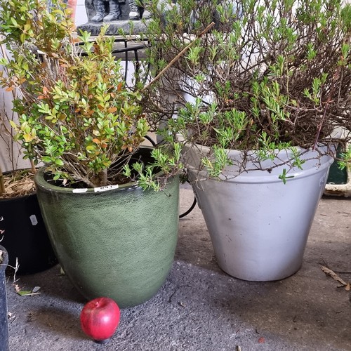 841 - Two wonderful outdoor garden plants held in two terracotta pots.