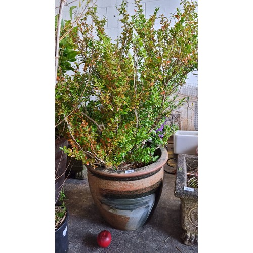 847 - A beautiful large honeysuckle plant held in a wonderful large terracotta pot.