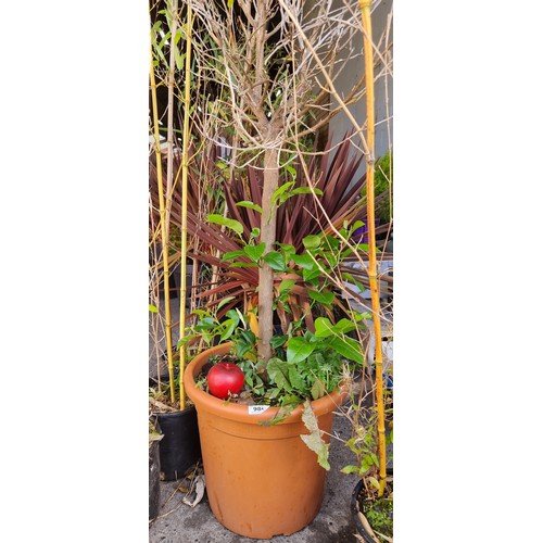 984 - A baby laurel tree housed in a heavy duty plastic planter. H130cm.