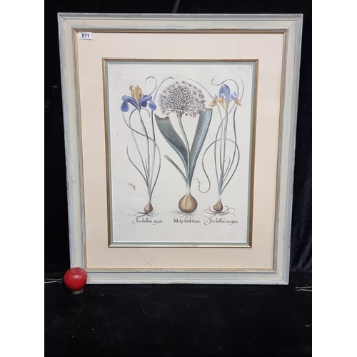 71 - A very large print of a botanical illustration of Iris flowers and wild leek, housed in a smart baby... 