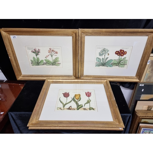 79 - A fabulous set of three Giclee botanical prints with Latin names. Housed in heavy gilt wooden frames... 