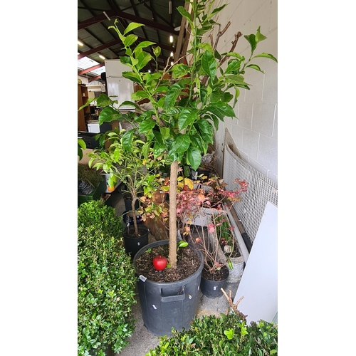 1000 - A beautiful Bay Laurel plant housed in a large black pot. H170cm.