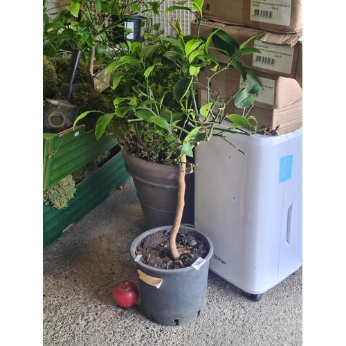 1003 - A wonderful Ponderosa Lemon plant. H85cm