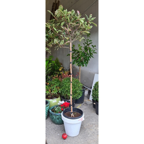 1007 - A beautiful Japanese Photina tree in a green glazed ceramic pot. H167cm