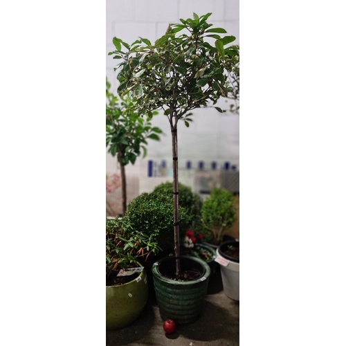 996 - A beautiful tall Japanese Photina tree in a green glazed ceramic pot. H167cm