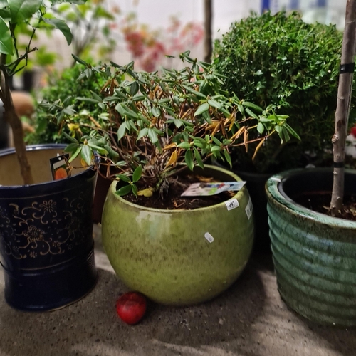 997 - A large Ruby Ficus shrub in a green glazed ceramic pot. H60cm