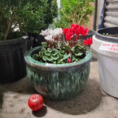 998 - A beautiful pink and white Cyclamen Persicum plant in a beautiful green glazed ceramic pot.