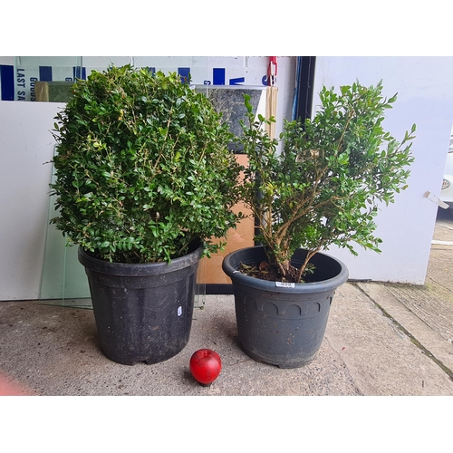 999 - Two Buxus Microphylla Wintergreen shrubs in a black planter pot. H75cm