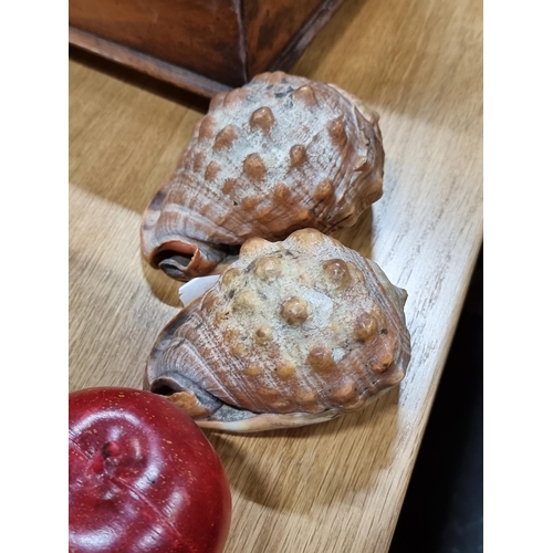 940 - Two beautiful and large conch shells, in very good condition. Wonderful colours throughout.