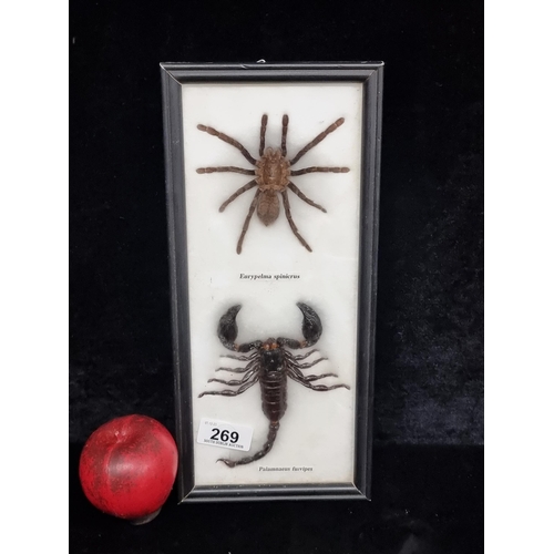 269 - An intriguing taxidermy duo featuring Euscorpius spinicrus. and Palamnaeus fulvipes, professionally ... 