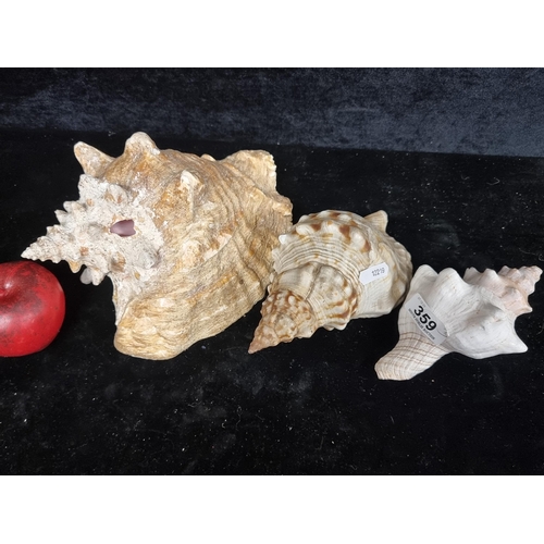 359 - A trio of conch seashells showcasing natural patterns and textures. Including an impressive large ex... 