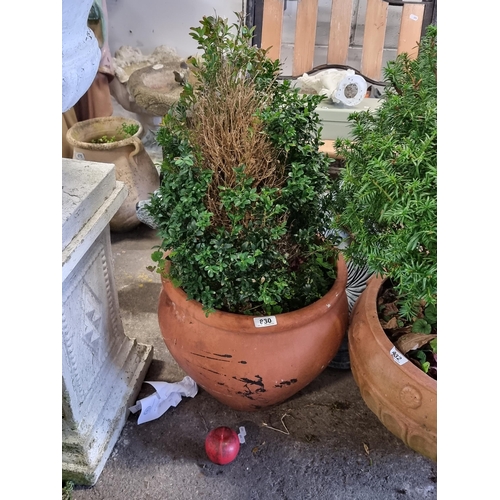 830 - A huge  terracotta planter housing a Box bush. H80cm inc the plant. These large Terracotta pots are ... 