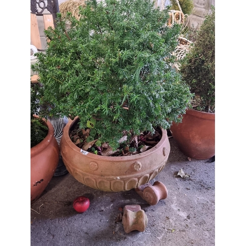 832 - A very large terracotta planter in the form of a cauldron with feet. Housing a Yew shrub. H95cm