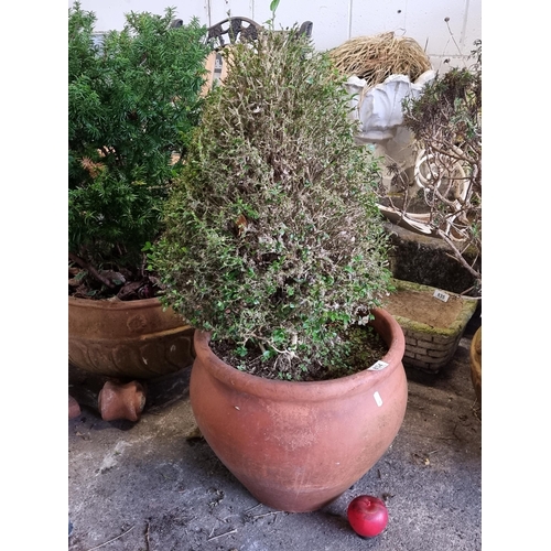 834 - A large terracotta planter housing a Box plant. H90cm These large Terracotta pots are amazing from a... 