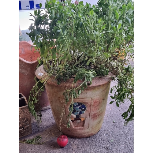 845 - A huge terracotta planter with ornate mosaic designs H50cm thats the pot size. Housing an aster flow... 