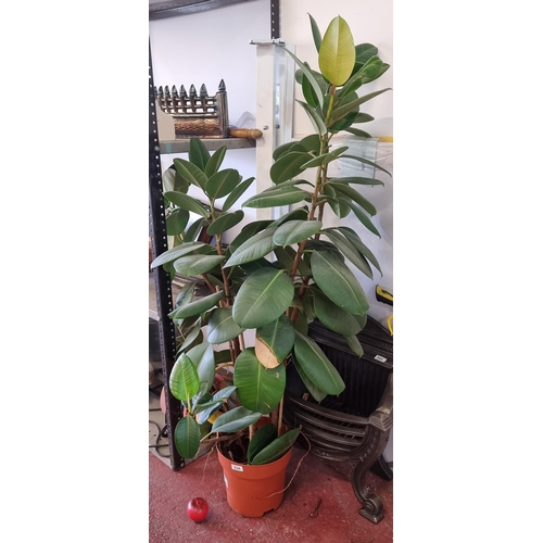 834 - A beautiful large Ficus Elastica Robusta (Rubber Plant). A popular houseplant with glossy, dark gree... 