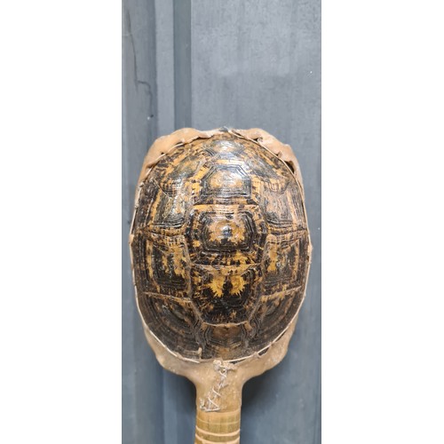 866 - A rare vintage long neck stringed instrument with a genuine turtle drum to base. Featuring three tun... 