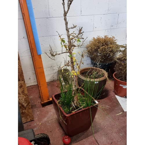 777 - A Ulmus glabra-Wych Elm plant housed in a beautiful large glazed terracotta planter.