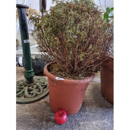 781 - A nice box shrub held in a terracotta plastic planter.