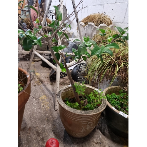 794 - A pretty ceramic planter boasting a floral design. Housing a Ficus shrub.