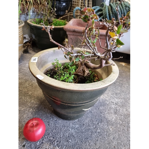 796 - A nice ceramic planter in a moss green glaze finish and with a foliate design.