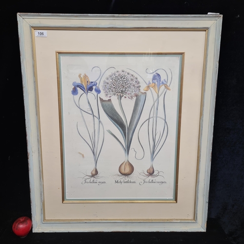 106 - A very large print of a vintage botanical illustration featuring Iris flowers and wild leek, housed ... 