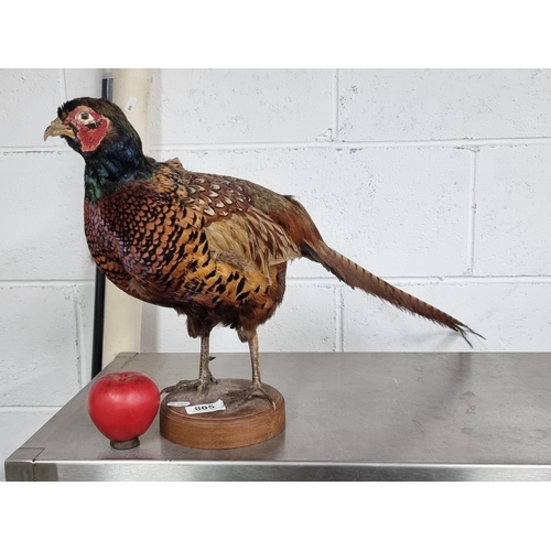 805 - A brightly coloured taxidermy specimen of a pheasant, presented on a classic wooden base. A collecto... 