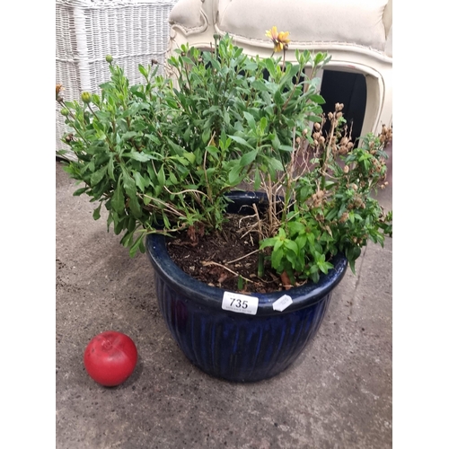 735 - A good quality large outdoor planter in a nice glossy blue glaze, holding an African daisy plant.