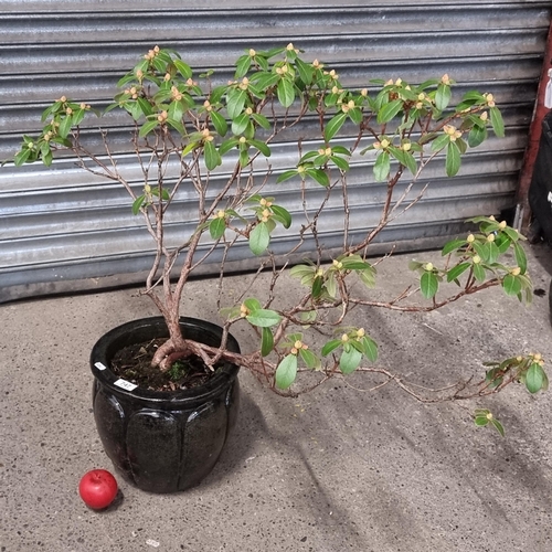 747 - A beautiful rhododendron plant held in a good quality stoneware planter in a glossy black glaze.