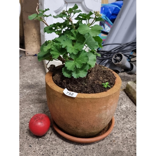 752 - A nice example of a terracotta planter with base. Housing a Pelargonium plant.