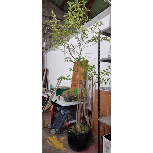 764 - Star Lot : A tall mature Ficus tree held in a large ceramic planter in an attractive black glaze. Lo... 