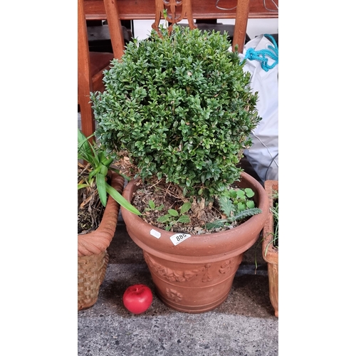 885 - A charming terracotta planter featuring garland detailing. With a Box plant.