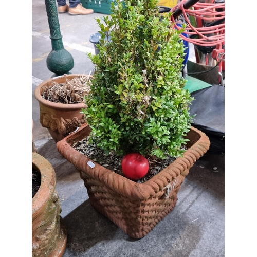 888 - A beautiful common box plant housed in a gorgeous terracotta planter featuring beautiful basket effe... 