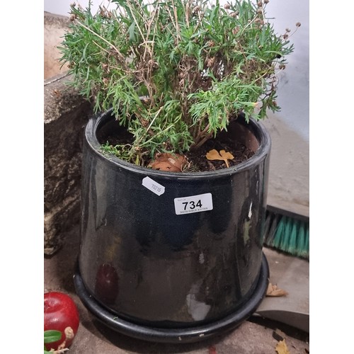 734 - A good quality outdoor planter in a nice glossy blue glaze, holding an African daisy plant.