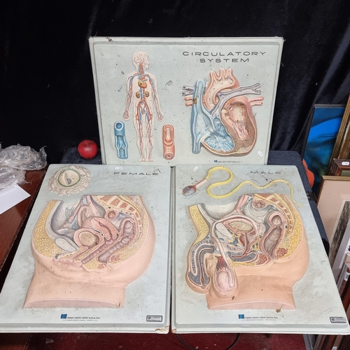 310 - Star Lot : Three vintage 1960/70s Hubbard Scientific 3-D Educational Biology Anatomy Wall Models. Fe... 