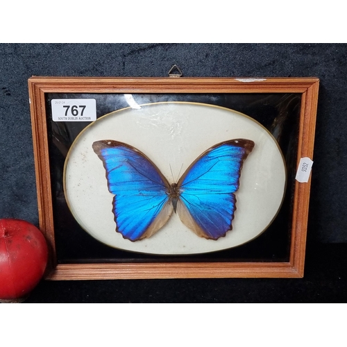 767 - An impressive example of a Menelaus blue morpho butterfly specimen. Held in a frame with convex glas... 