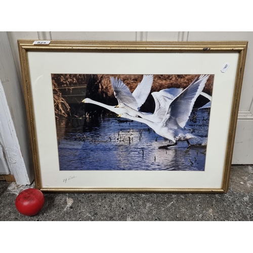 824 - A high quality photograph showing three swans taking off from the water. Signed A. F. Whelan bottom ... 