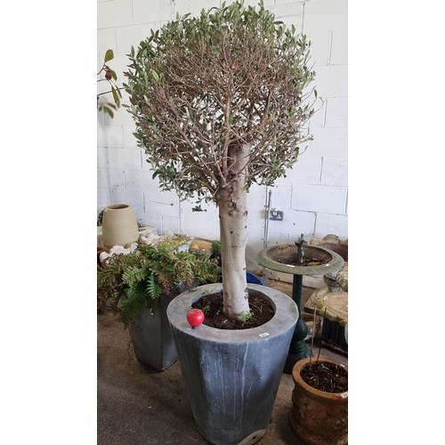 851 - A very large metal planter housing a mature olive tree. H180cm