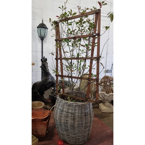 845 - A mature Ficus bush held in a wicker planter with a trellis. H180cm