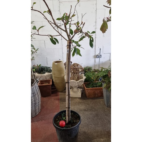 846 - A mature Ficus plant held in a nursing planter. H220cm