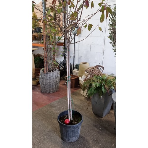 847 - A mature Ficus plant in a nursing planter. Approx. H200cm