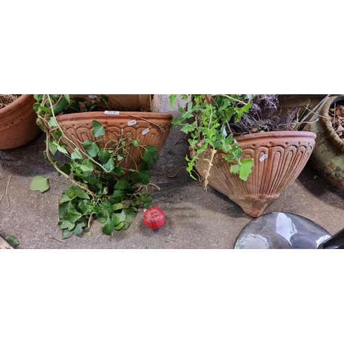 976 - A lovely pair of Terracotta wall handging baskets., from a lovely  house in Monkstown. Plater about ... 